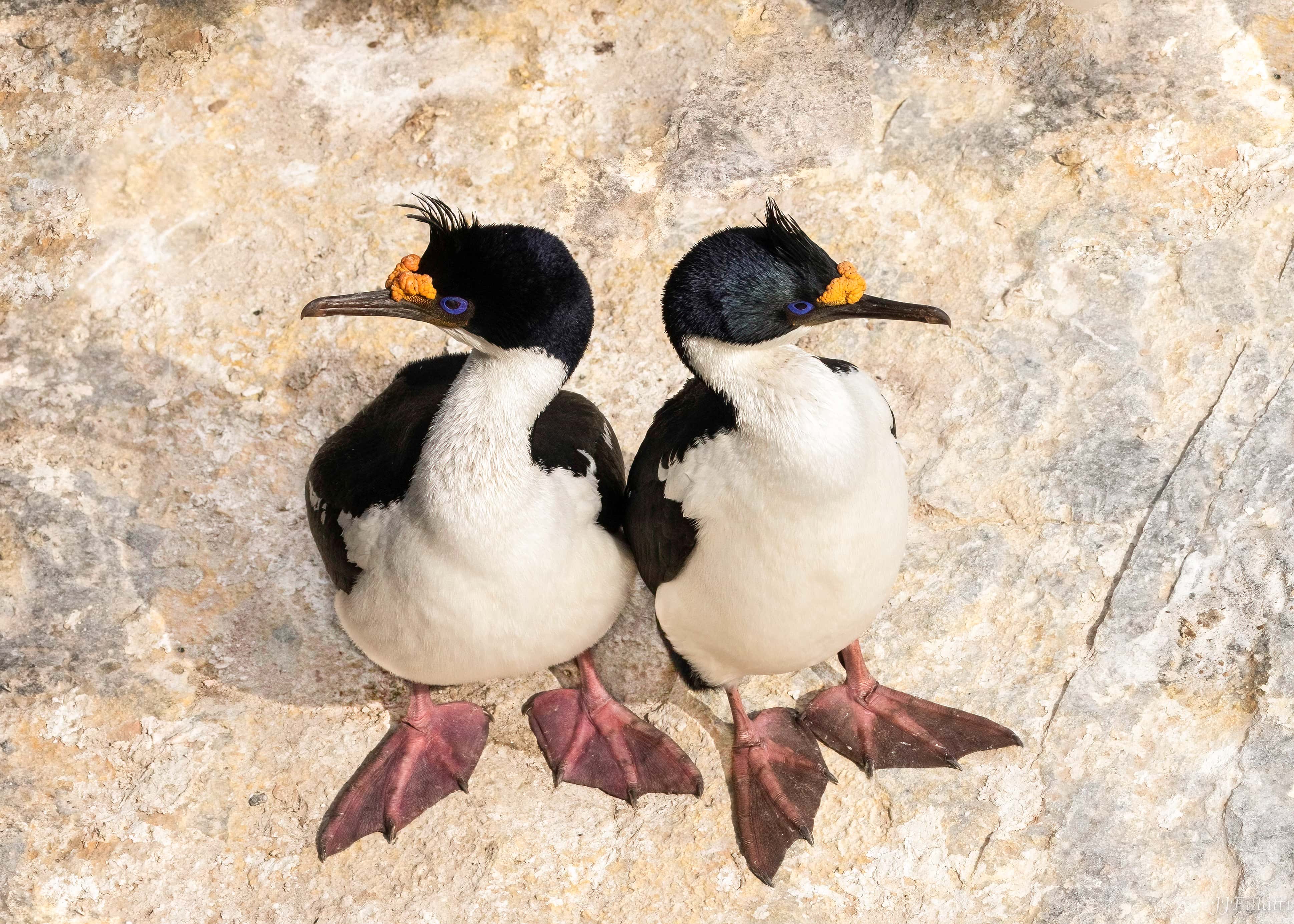 bird of the falklands image 63